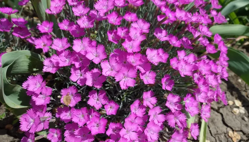 Kwitnące goździki w kolorze fuksji, które naturalnie odstraszają muchy.