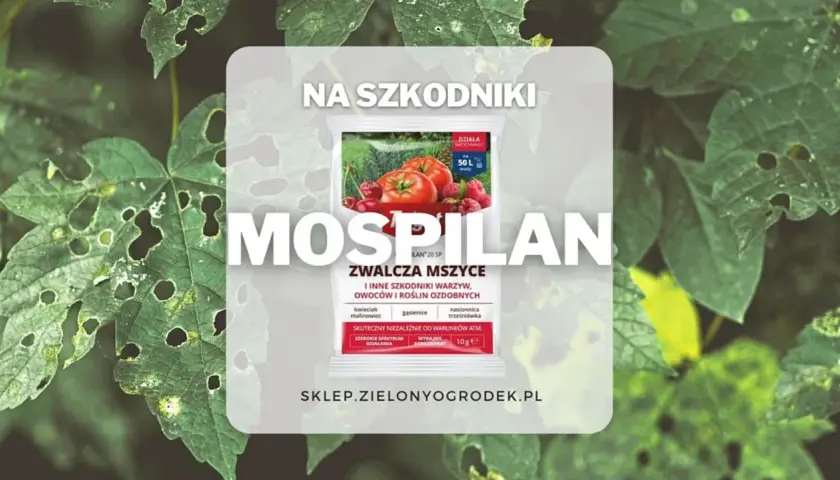 Mospilan oprysk śliwy i innych roślin. Zwalcza mszyce, gąsienice i inne szkodniki. Skuteczny na warzywa, owoce i rośliny ozdobne.