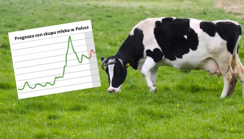 Krowa na łące obok wykresu prognozującego ceny mleka w skupie. Wykres pokazuje zmienność cen.