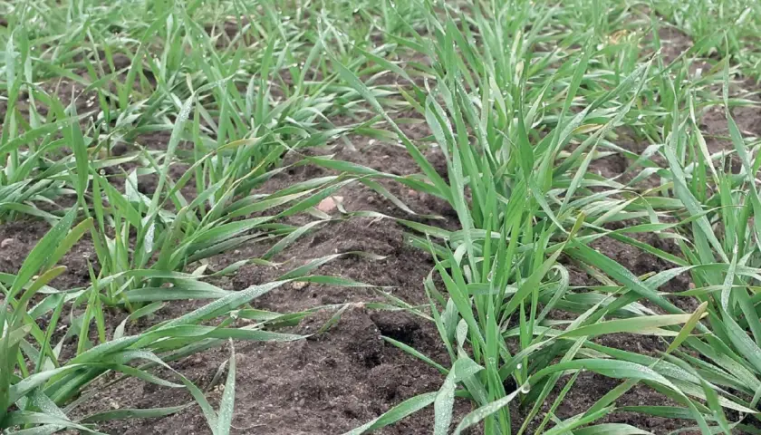 Młode źdźbła zbóż pokryte kroplami rosy, chronione przez metkonazol + tebukonazol.