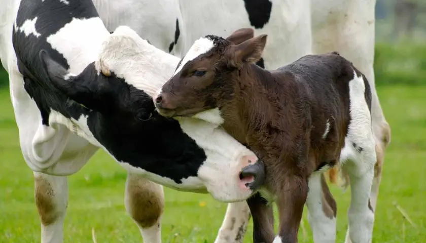 Matka krowa czule przytula cielę. Czas ciąży u krowy to ok. 9 miesięcy, podobnie jak u ludzi.