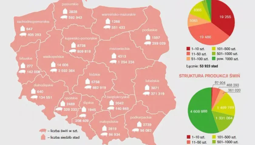 Mapa Polski z danymi o pogłowiu świń w województwach. Wielkopolska ma największą liczbę świń.