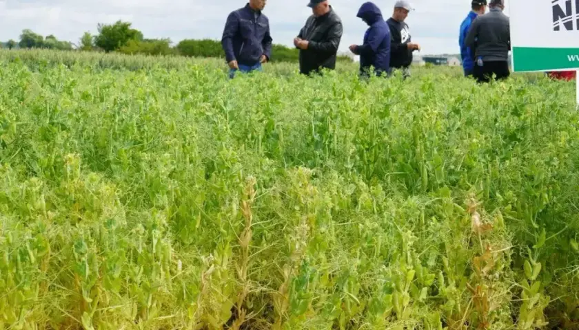 Rolnicy oceniają plon grochu na hektar na poplon. Widać strąki i zielone łodygi.