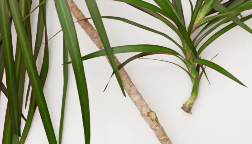 Zielona dracena z czerwonymi brzegami liści, gotowa do rozmnażania. Dowiedz się, jak ukorzenić dracenę i cieszyć się nowymi roślinami.