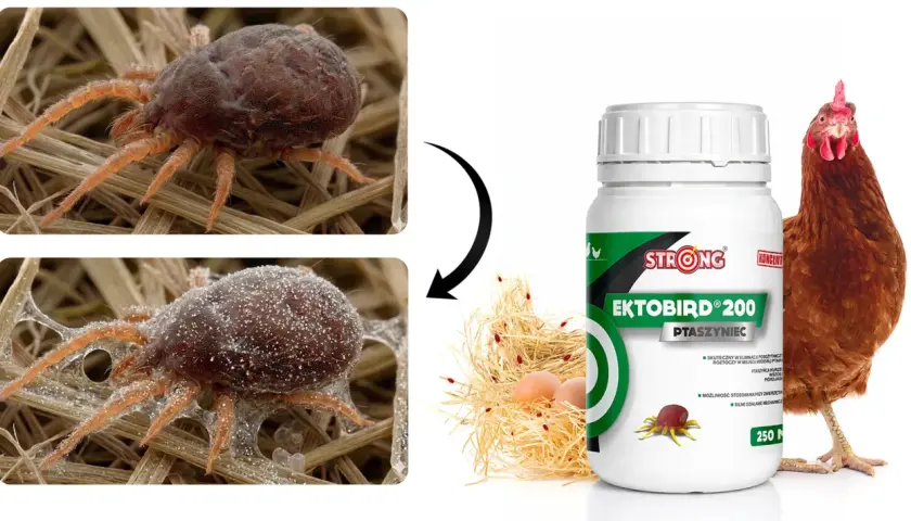 Makro zbliżenie na ptaszyńca kurzego, pasożyta zagrażającego ptakom. Obok butelka preparatu Ektobird 200.