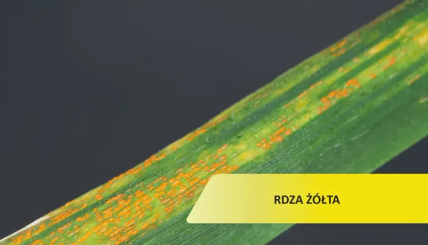 Liść zboża z pomarańczowymi plamkami, objaw choroby rdza żółta.