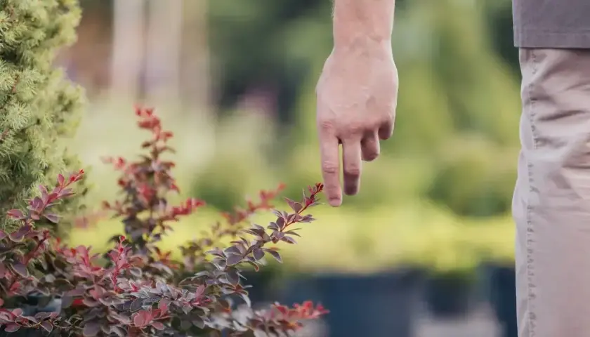 Dłoń zbliża się do krzewu berberysu, jakby planując jego cięcie.