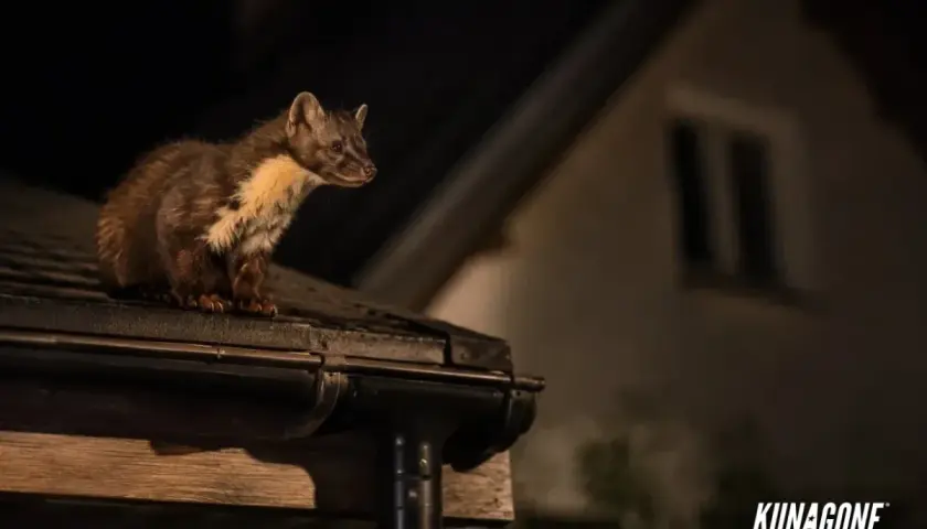 Kuna na dachu nocą. Zastanawiasz się, co odstrasza kuny? Ten sprytny drapieżnik szuka schronienia, ale są sposoby, by go zniechęcić.