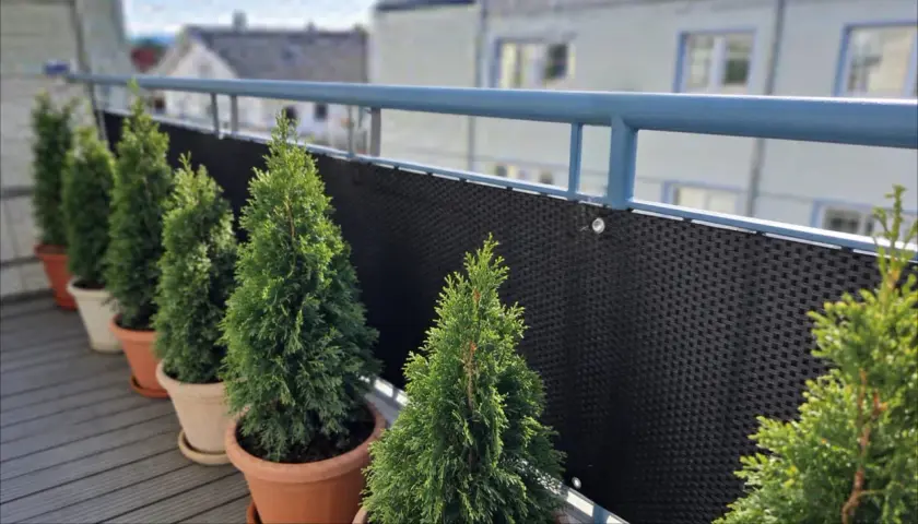 Rząd tuj w donicach na balkonie. Zastanawiasz się, jak wysokie mogą być tuje przy płocie? Te młode drzewka dopiero zaczynają rosnąć.