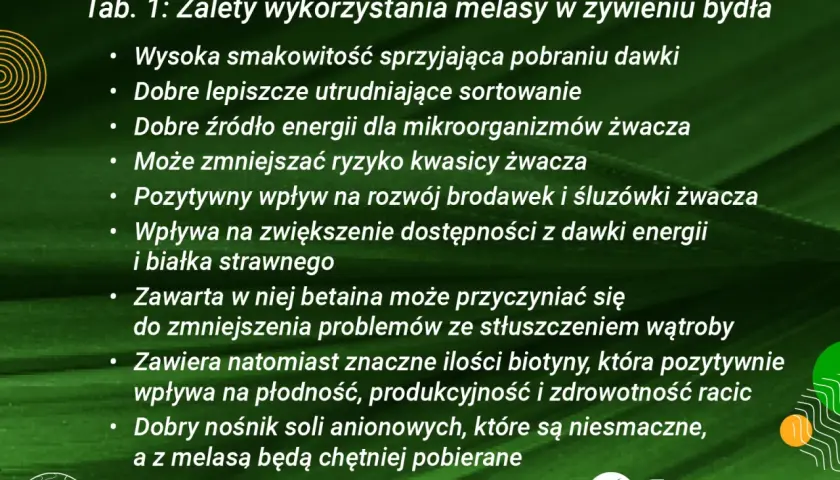 Zalety melasy dla bydła: poprawia smakowitość paszy, jest źródłem energii, wspiera zdrowie żwacza i wątroby.