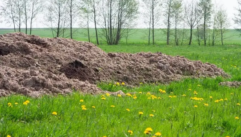 Ogromna kupa podłoża popieczarkowego na polu, gotowa do rozwiezienia. Ile na hektar? To zależy od potrzeb uprawy.