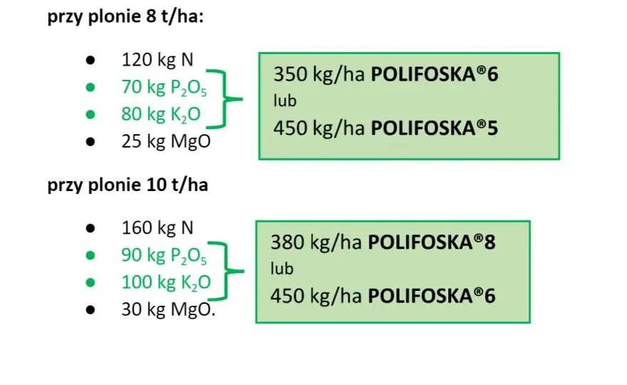 Ile siarki na pszenicę? Dawki, terminy i nawozy
