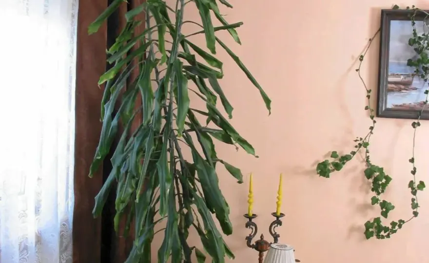 Czy dracena to kwiat trujący? Objawy i bezpieczna uprawa