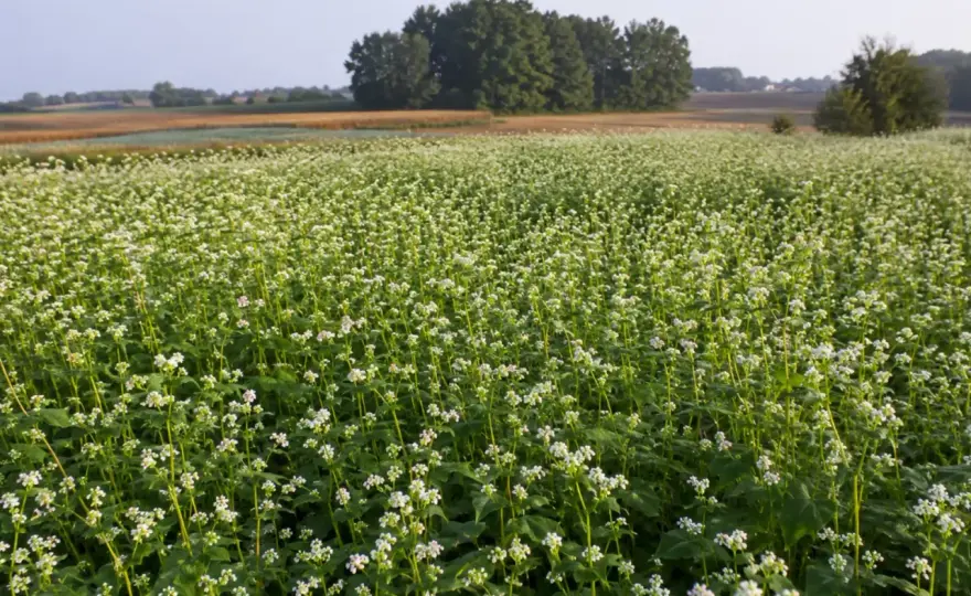 Kiedy siać grykę? Terminy na ziarno i poplon