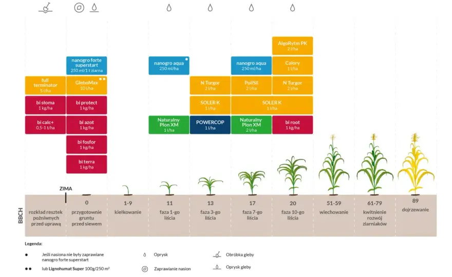 Uprawa kukurydzy od siewu do zbioru - praktyczny plan