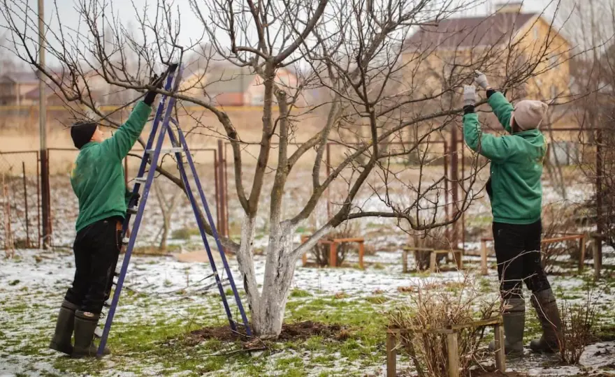 Kiedy przycinać czereśnie? Termin i zasady cięcia