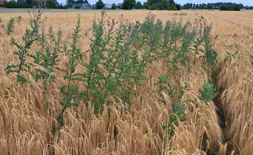 Ostrożeń polny na polu - jak go skutecznie ograniczać?