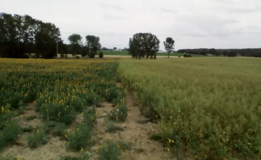 Gorczyca czy łubin na poplon? Sprawdź, co wybrać