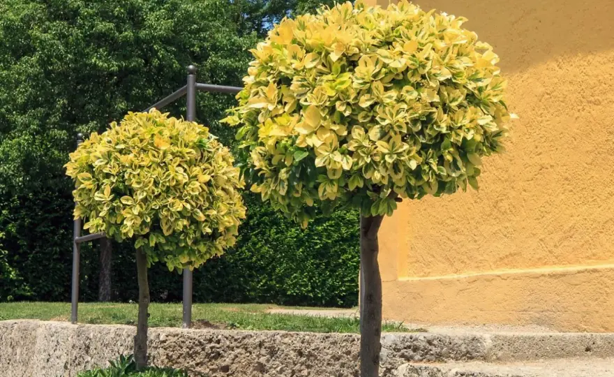 Trzmielina w ogrodzie - 5 pomysłów na efektowne kompozycje