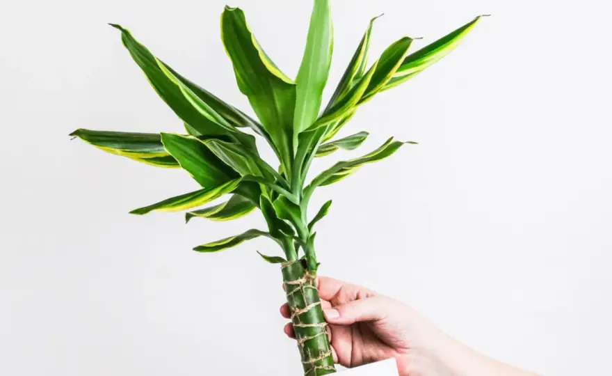 Czy dracena jest trująca? Objawy, pierwsza pomoc i bezpieczeństwo