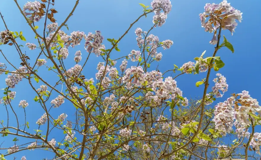Kiedy paulownia kwitnie i dlaczego nie ma kwiatów?
