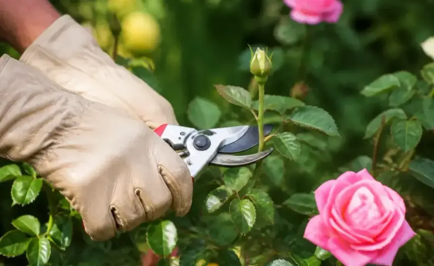 Kiedy przycinać róże na wiosnę? Zasady dla różnych odmian