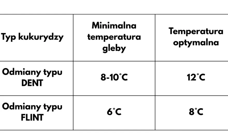 Kiedy siać kukurydzę? Temperatura gleby i właściwy termin