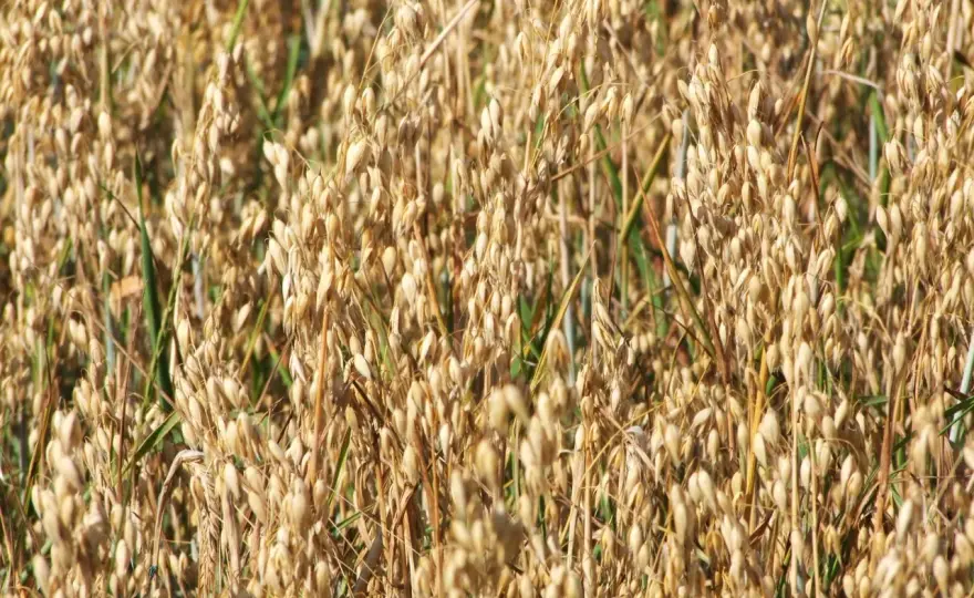 Saletrzak pod owies - ile dać i kiedy wysiać?