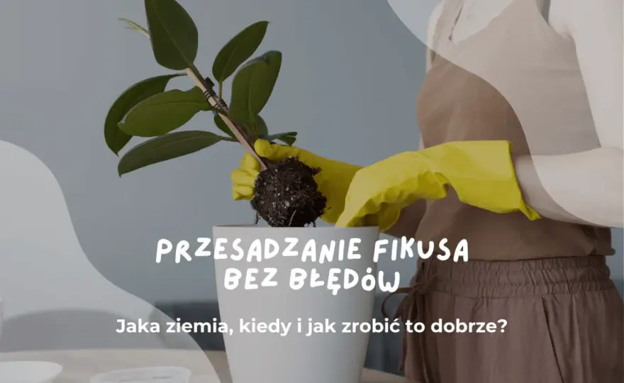 Ziemia do fikusa - jaka mieszanka i jak przesadzać?