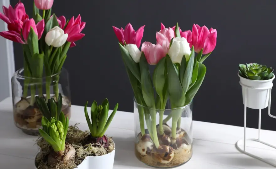 Tulipany w doniczce w domu - jak doprowadzić je do kwitnienia?