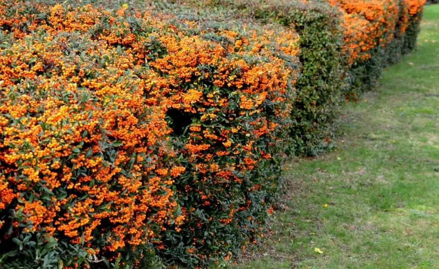 Ognik szkarłatny w ogrodzie - sadzenie, cięcie i odmiany