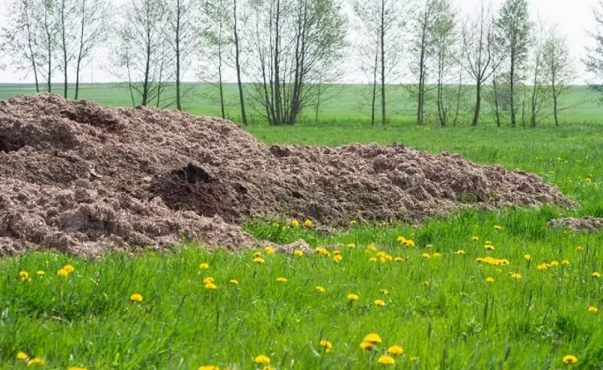 Materiał po pieczarkach - jak wykorzystać go w ogrodzie?