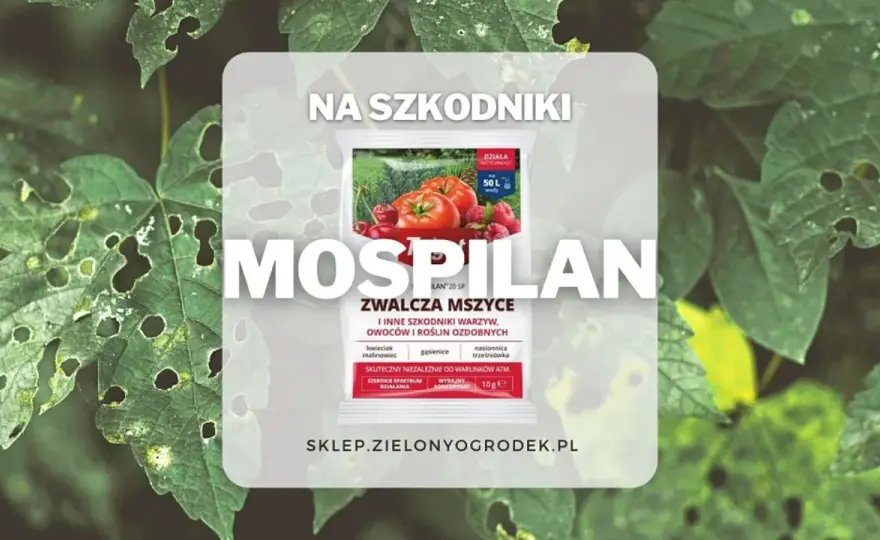 Mospilan na śliwie - kiedy pryskać i na jakie szkodniki?