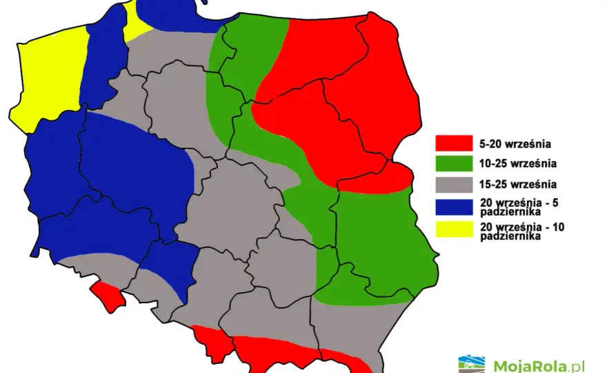 Kiedy siać pszenicę ozimą i jarą? Terminy i praktyczne zasady