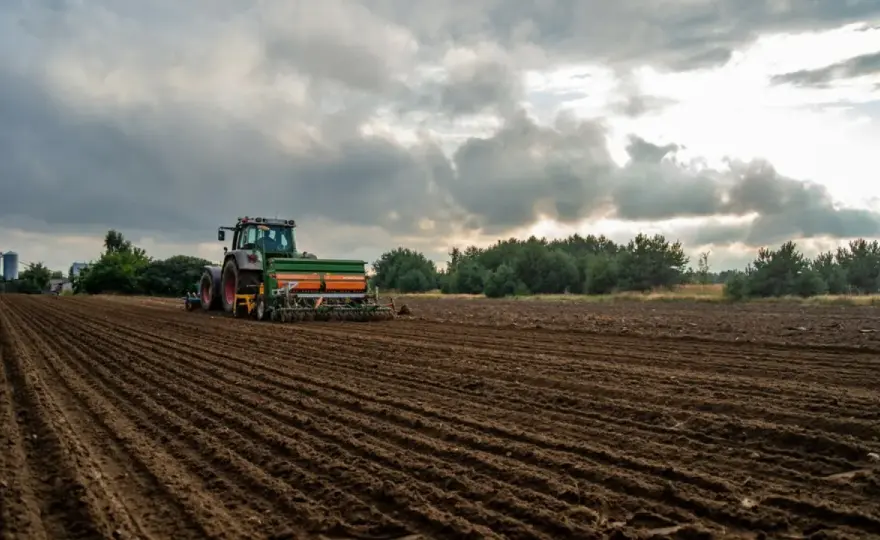 Kiedy sieje się rzepak? Terminy siewu ozimego i jarego