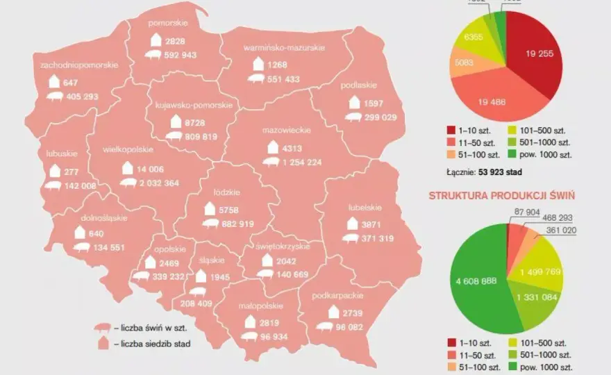 Pogłowie świń w Polsce - co mówią najnowsze dane o hodowli?