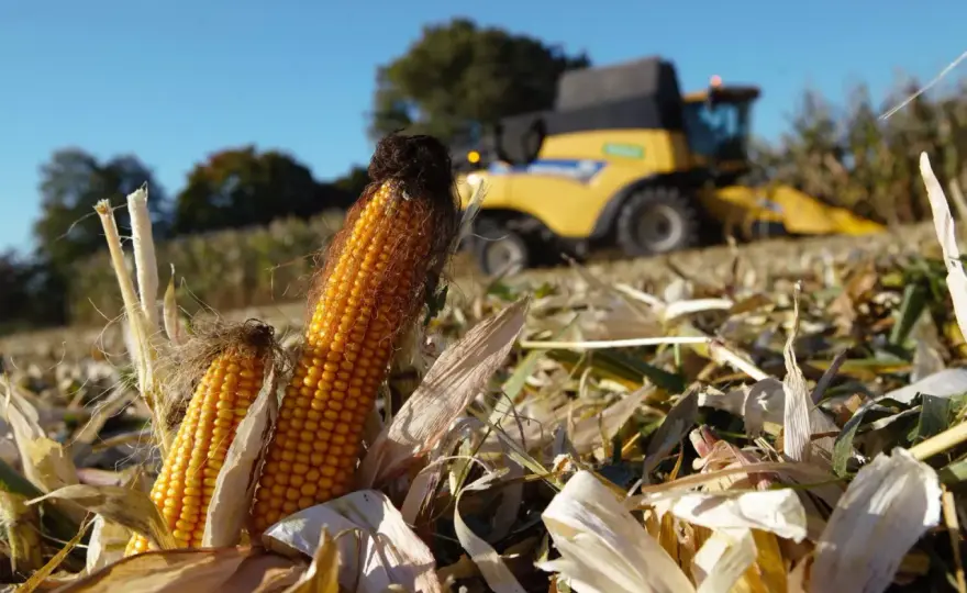 Kiedy zbierać kukurydzę - cukrową, na ziarno i na kiszonkę