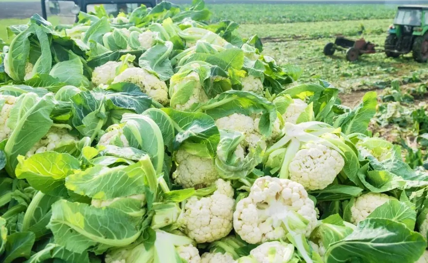 Uprawa kalafiora krok po kroku - od rozsady do zbioru