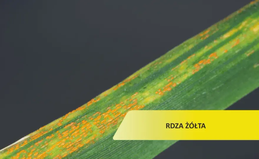 Rdza żółta w zbożach - jak ją rozpoznać i ograniczyć?