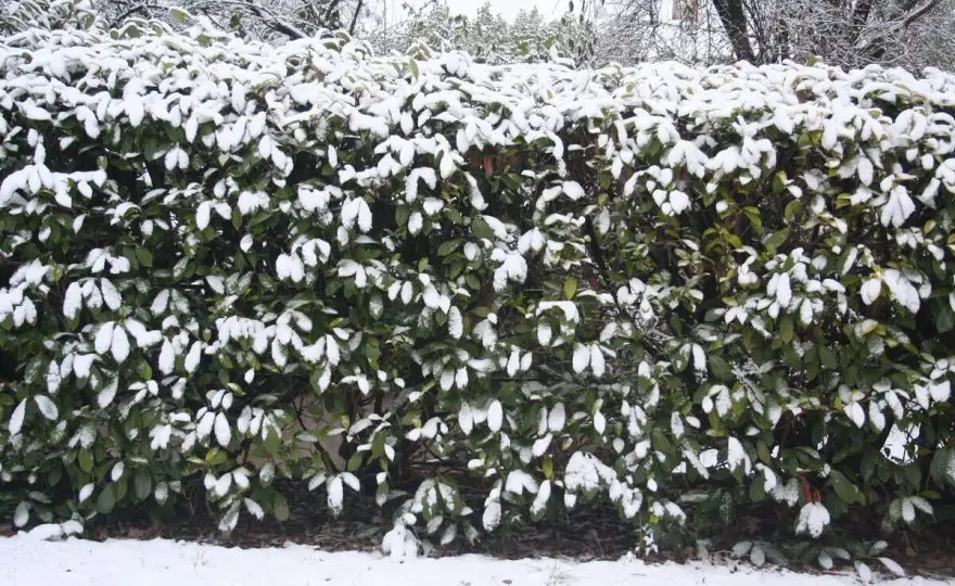 Laurowiśnia zimą i po zimie - jak ją ochronić?