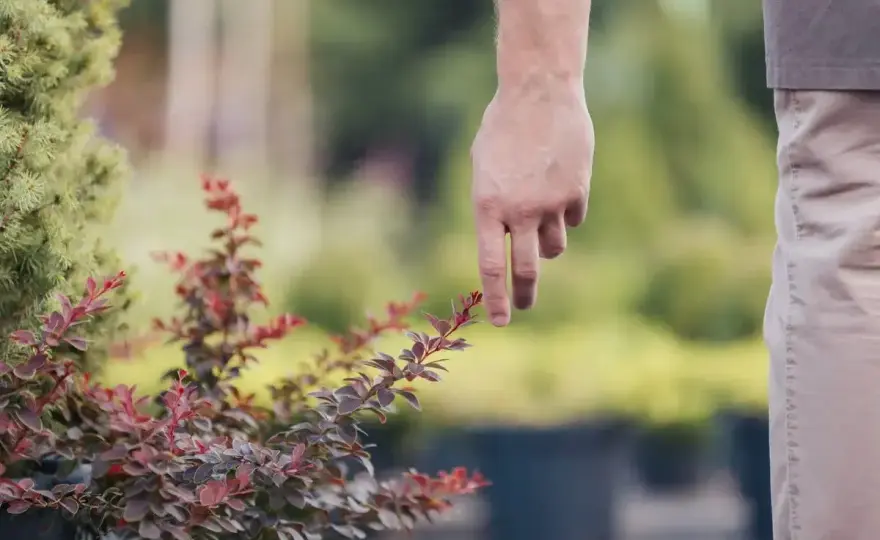 Przycinanie berberysu - kiedy i jak ciąć, by się zagęścił?