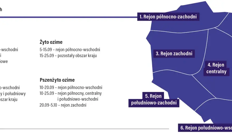 Kiedy siać żyto ozime i jare? Terminy i praktyczne zasady