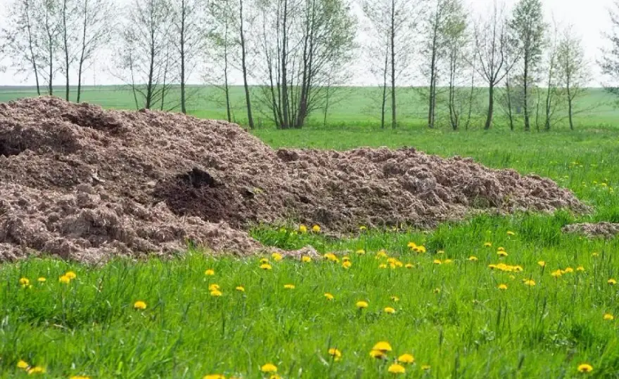 Podłoże popieczarkowe na hektar - ile dać i jak nie przesadzić?