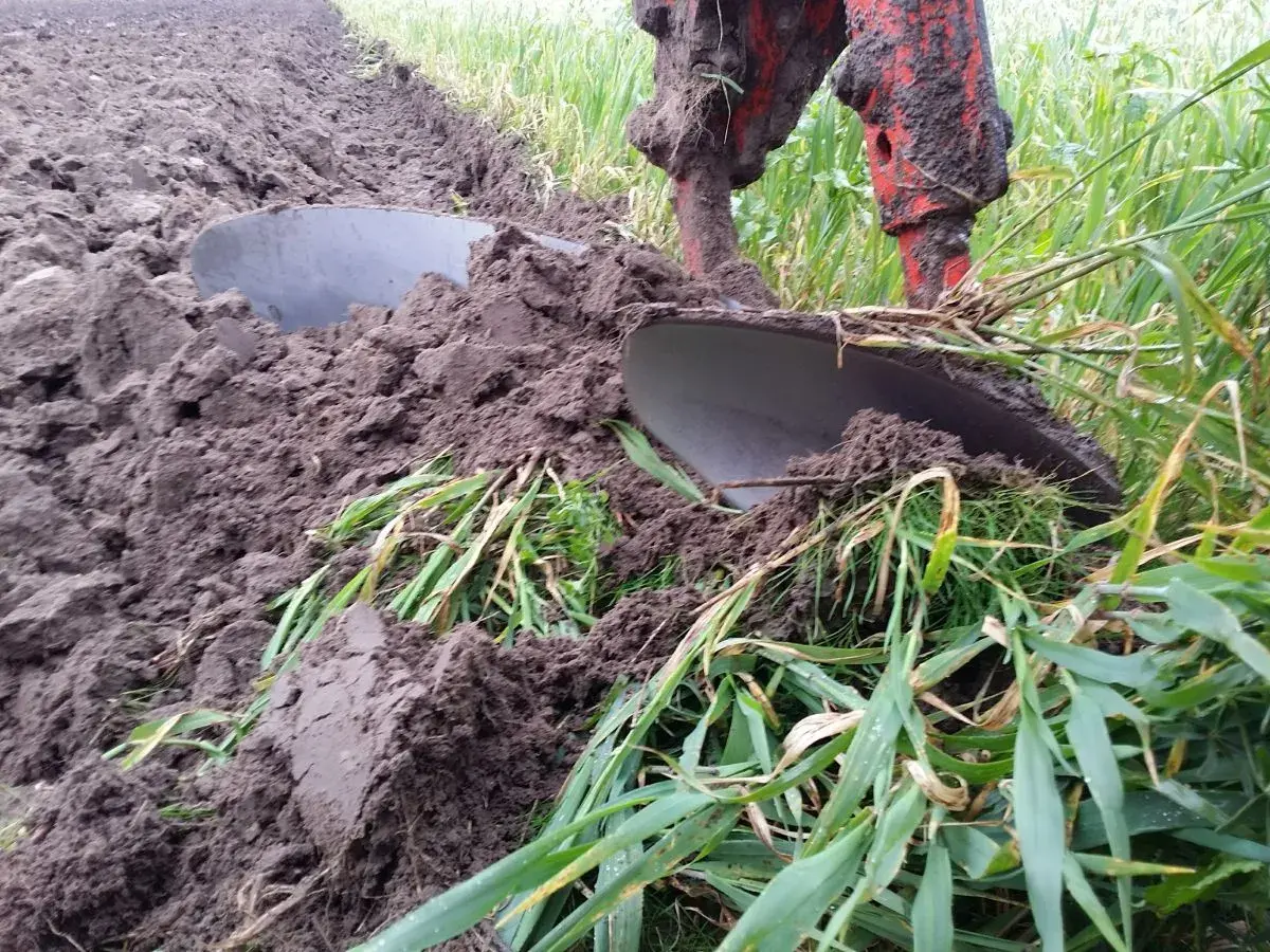 Pług odwraca ziemię, pokazując, jak ustawić przedpłużki w pługu, by orka była efektywna.