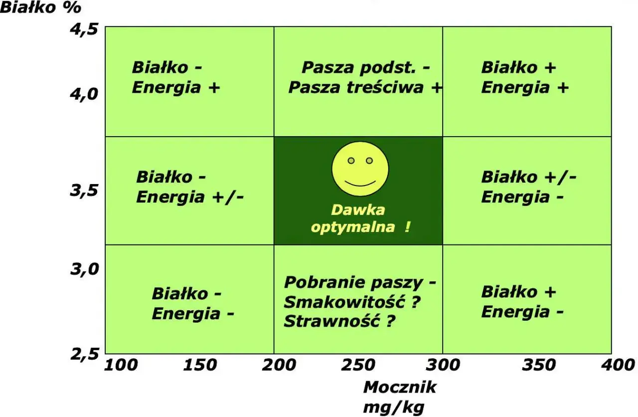 Tabela przedstawia przykładowe dawki pokarmowe dla krów mlecznych, uwzględniając białko, energię i mocznik.