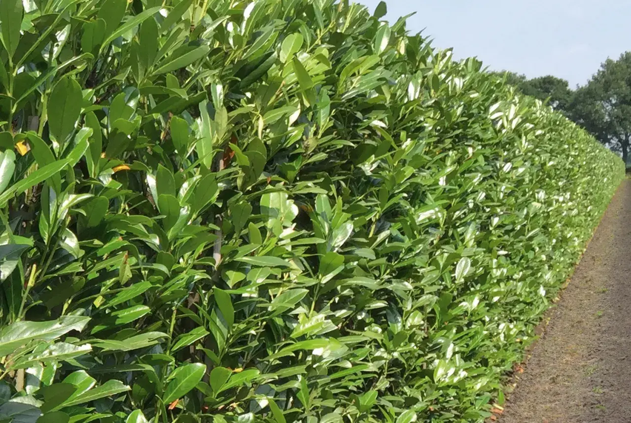 Gęsty żywopłot z laurowiśni, tworzący zieloną ścianę. Jego imponująca wysokość i bujne liście świadczą o zdrowym wzroście.