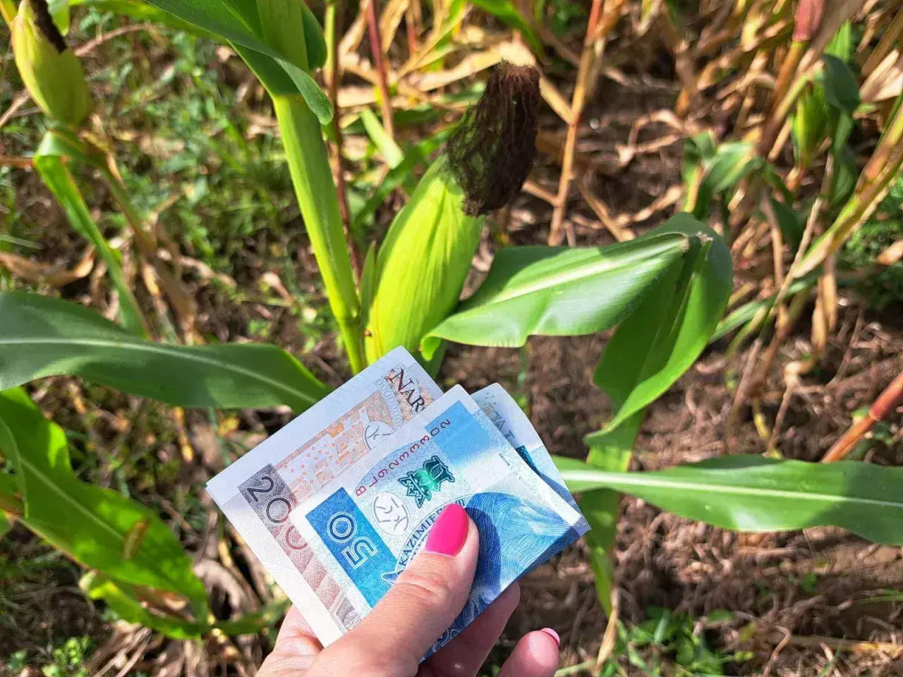 Dłoń z banknotami 20 i 50 zł na tle łanu kukurydzy. Czy to już wiadomo, ile jest dopłaty do hektara?