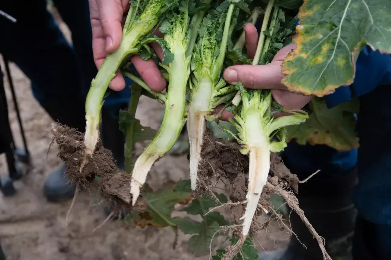 Dłonie trzymają przecięte łodygi rzepaku z korzeniami. Widać biały, soczysty przekrój łodygi i drobne korzonki.