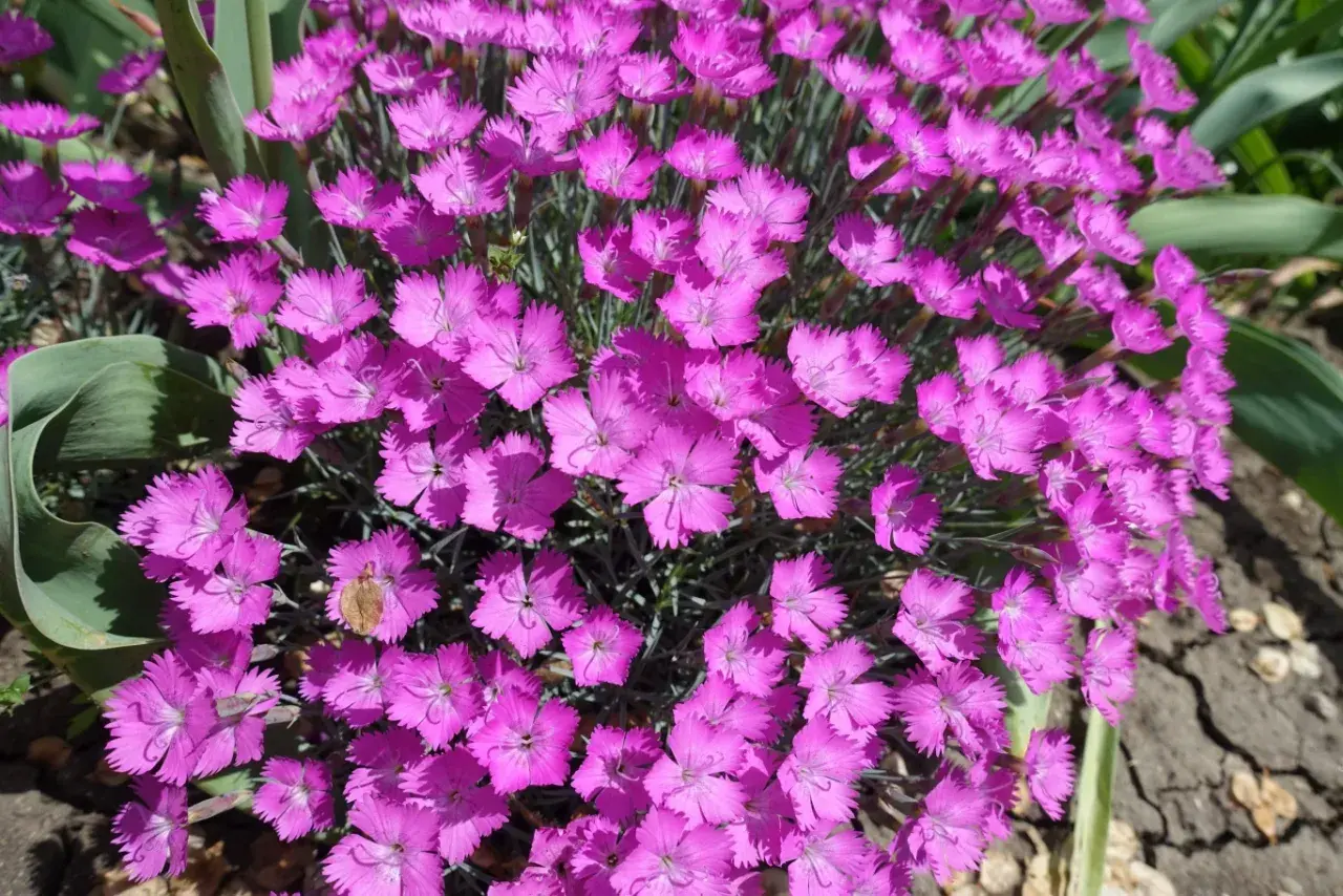 Kwitnące goździki w kolorze fuksji, które naturalnie odstraszają muchy.