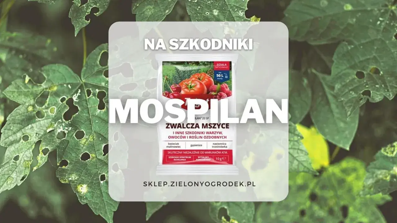 Mospilan oprysk śliwy i innych roślin. Zwalcza mszyce, gąsienice i inne szkodniki. Skuteczny na warzywa, owoce i rośliny ozdobne.